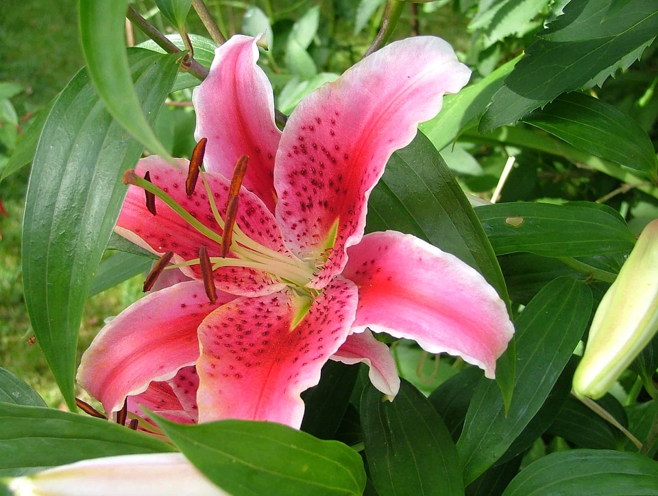 Beautiful beautiful flowers beautiful image