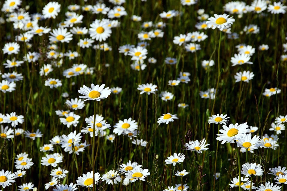 Beautiful Flowers blooming blossom