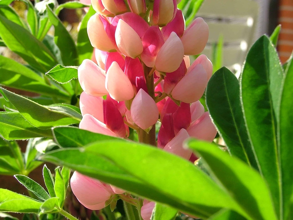 Beautiful Flowers bloom blooming
