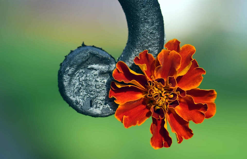 Beautiful beautiful flowers bloom