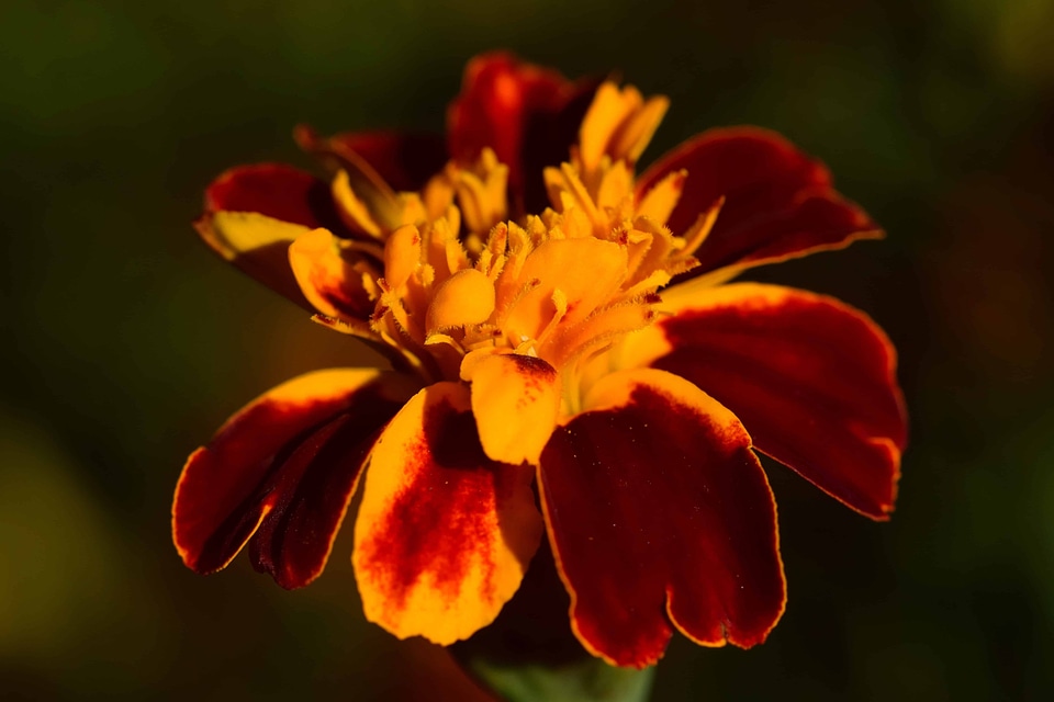 Beautiful Flowers beautiful photo blooming