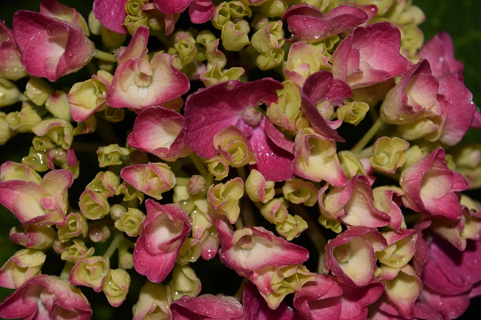 Beautiful beautiful flowers blooming
