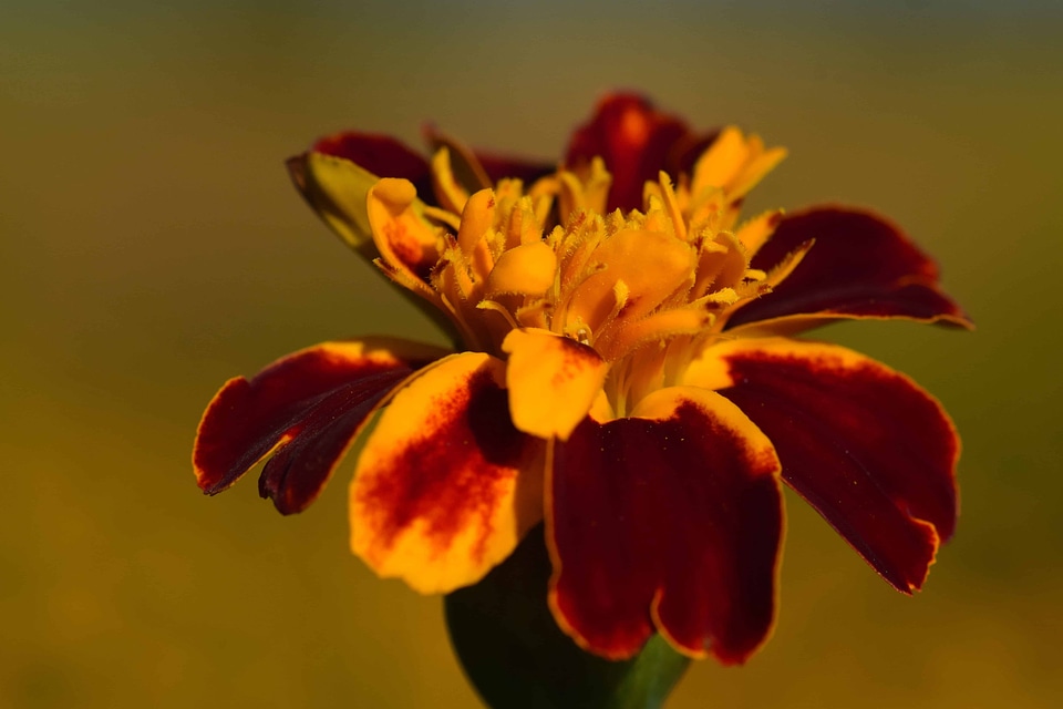Beautiful Flowers bloom blooming