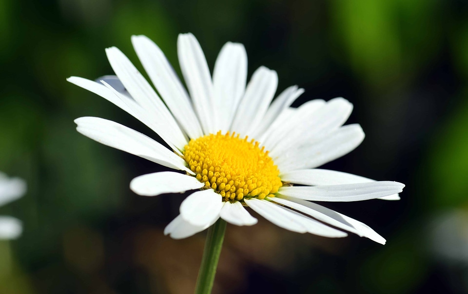 Beautiful Flowers beautiful photo bloom