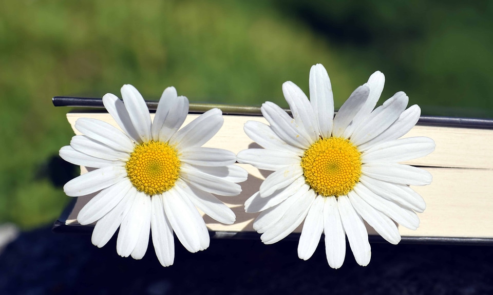 Beautiful beautiful flowers bloom
