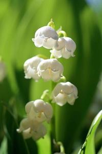 Beautiful Flowers blooming blossom