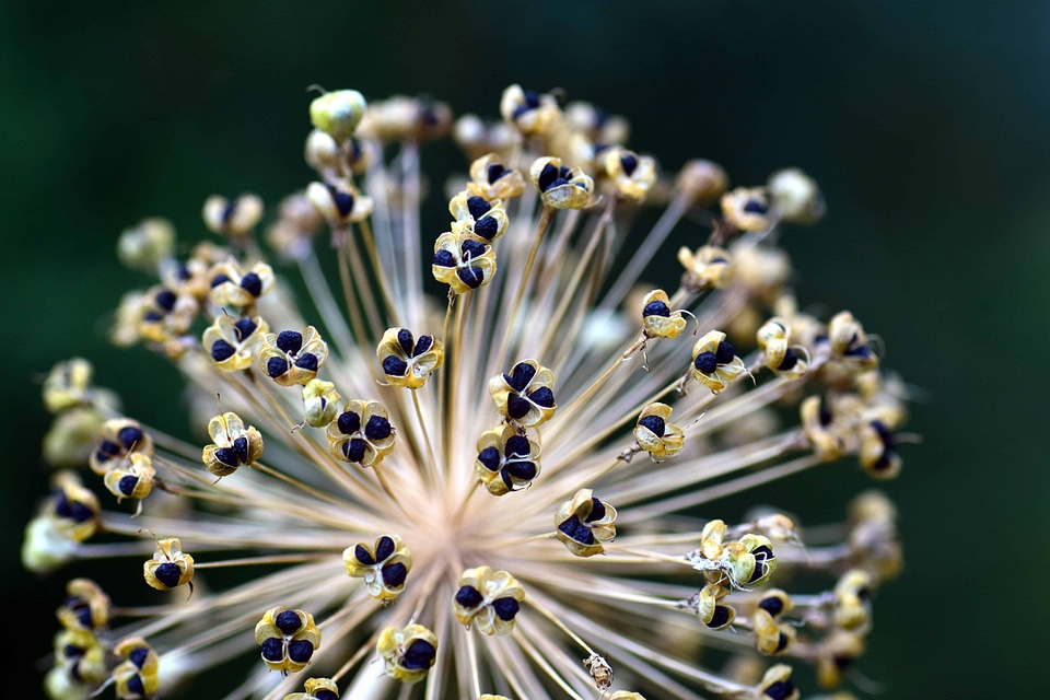 Beautiful Flowers biology blooming