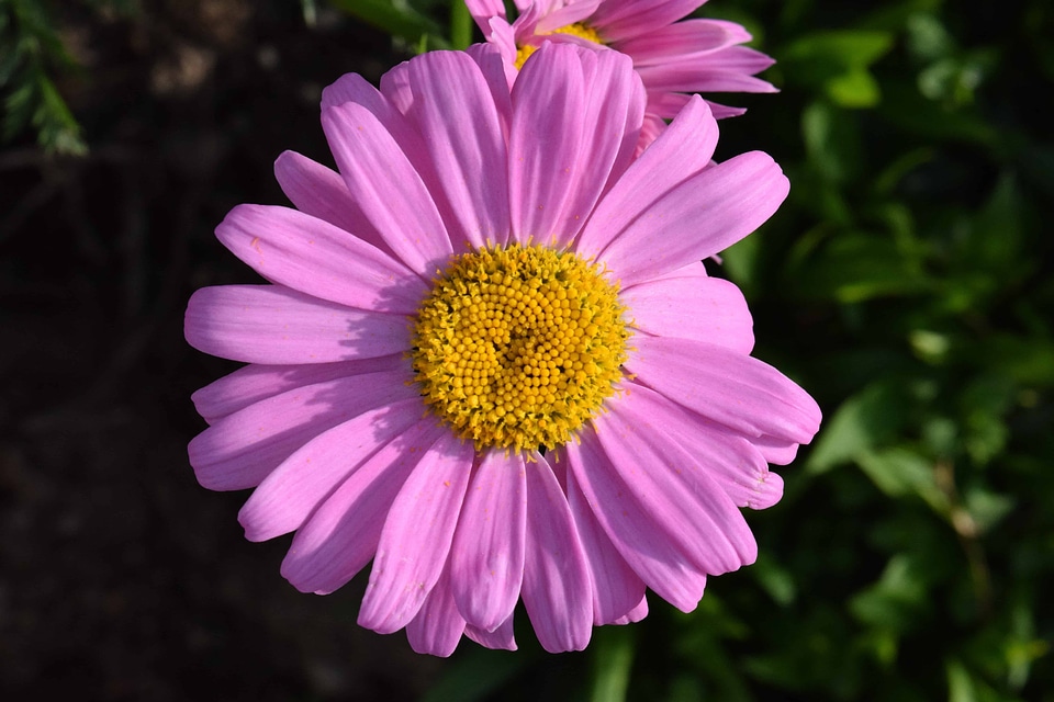 Beautiful beautiful flowers beautiful photo