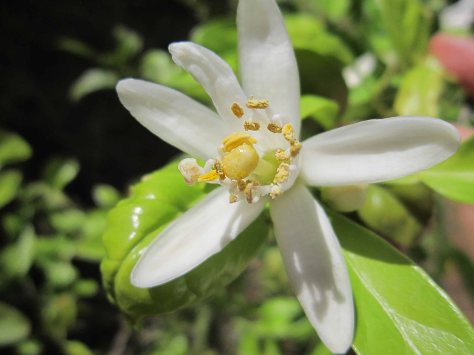 Beautiful Flowers blooming blossom