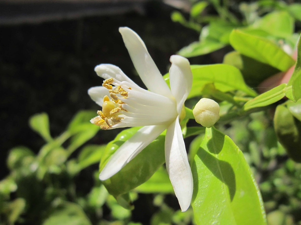 Beautiful beautiful flowers bloom