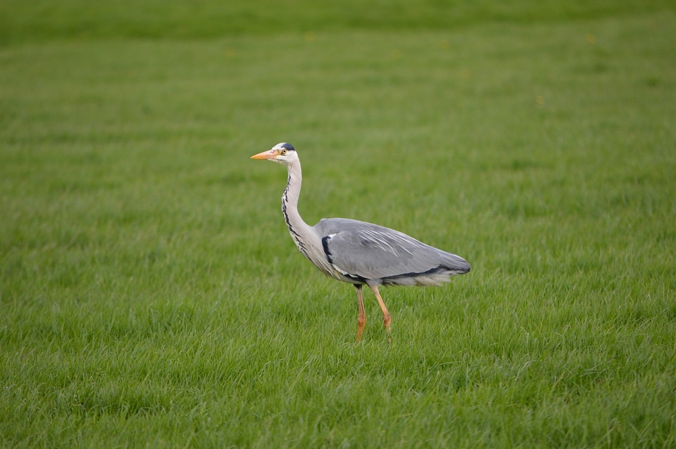 Freshwater coastal water birds