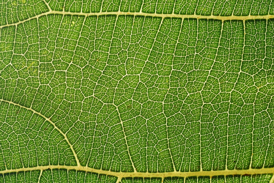 Flora green leaf leaf