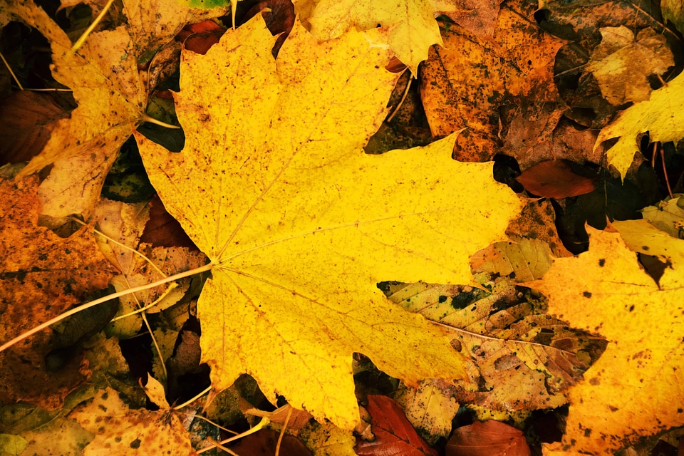 Autumn autumn season flora