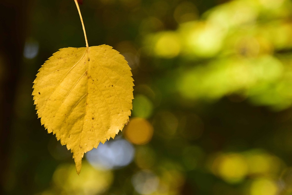 Autumn autumn season flora
