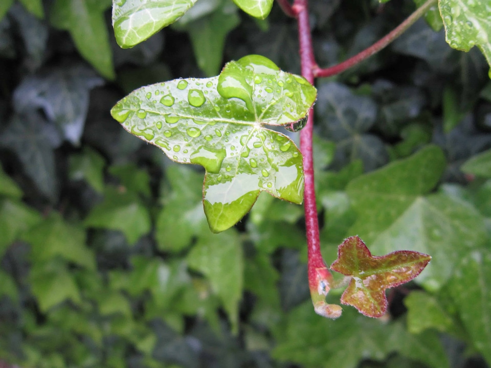 Dew environment flora