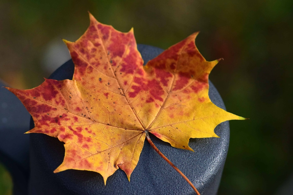 Autumn autumn season foliage