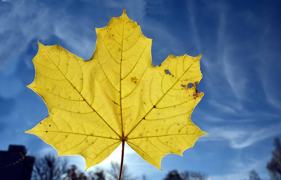 Autumn autumn season blue sky