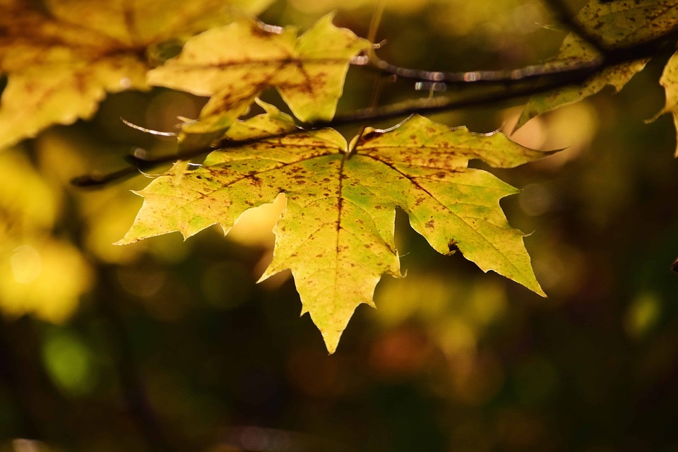 Autumn autumn season branch