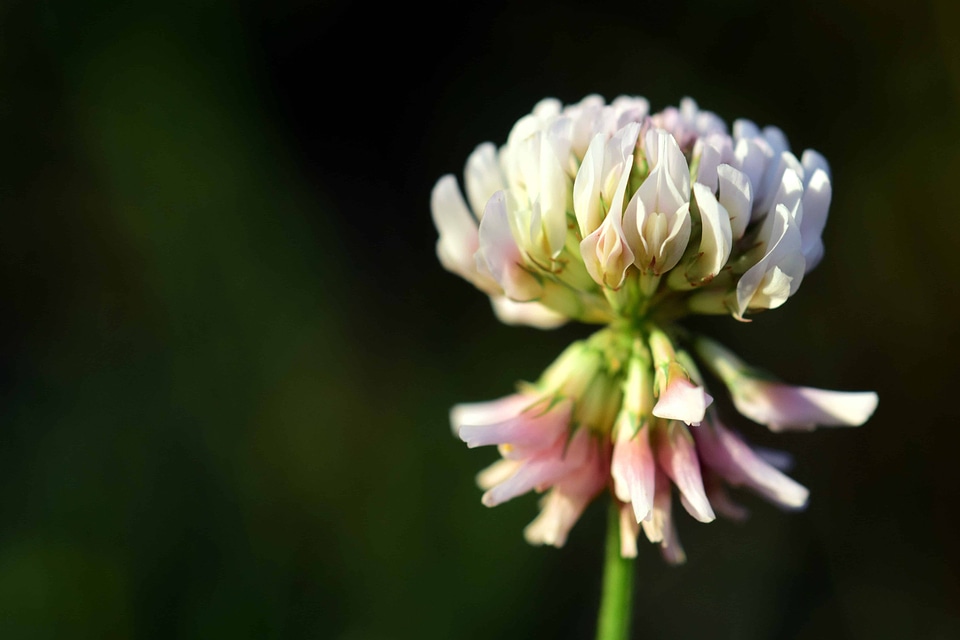 Beautiful Flowers bloom blooming