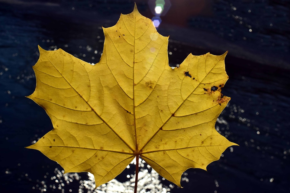 Autumn autumn season foliage