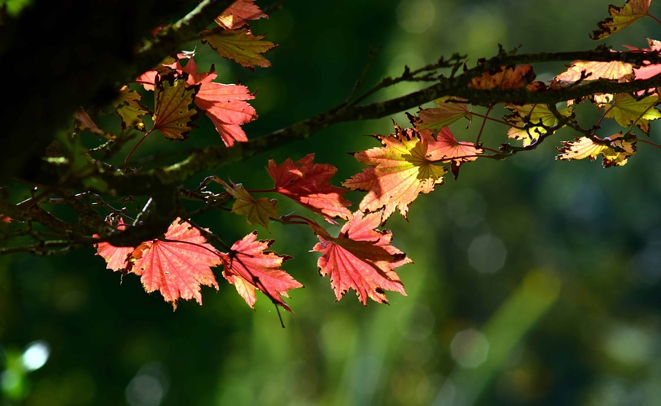 Autumn autumn season beautiful flowers