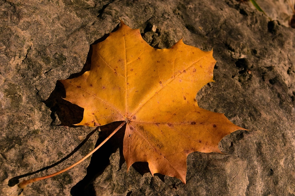 Autumn autumn season brown