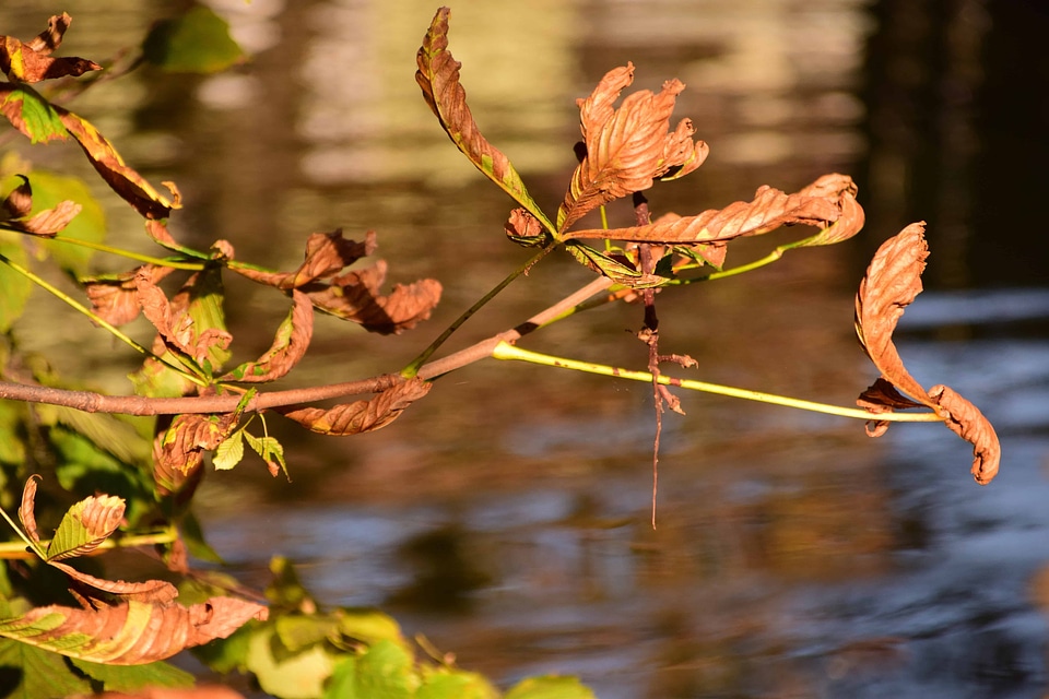 Autumn beautiful branch