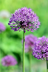 Beautiful Flowers blooming blossom
