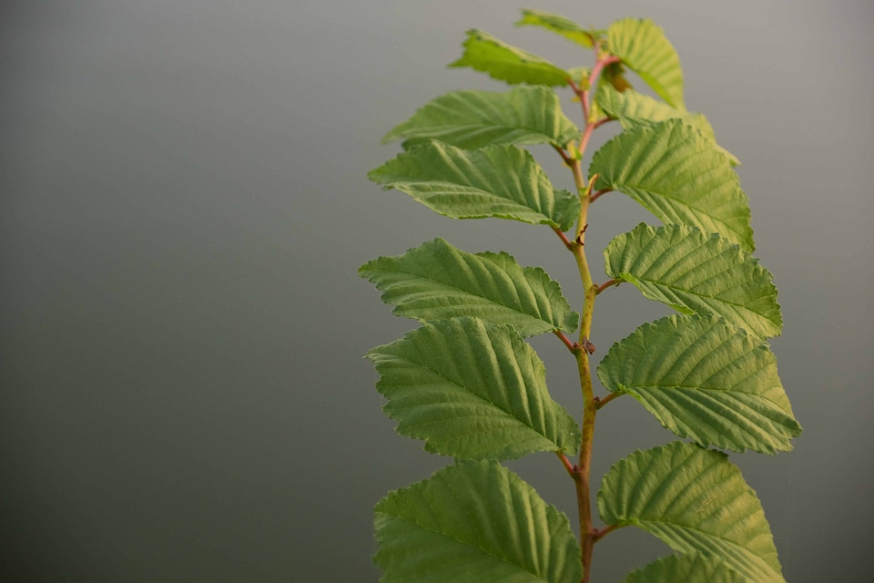 Branch climate ecology