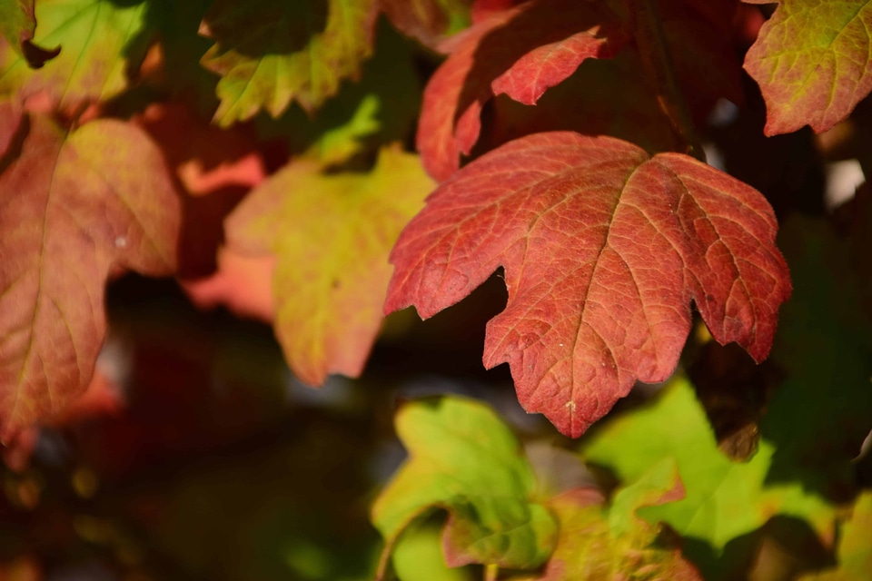 Autumn autumn season branch