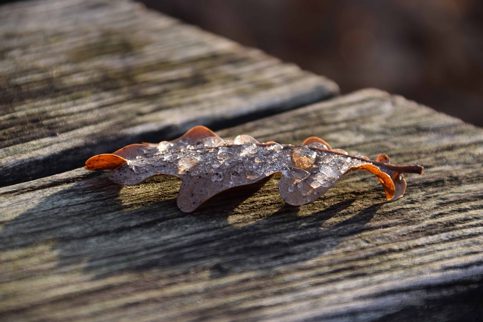 Autumn autumn season branch