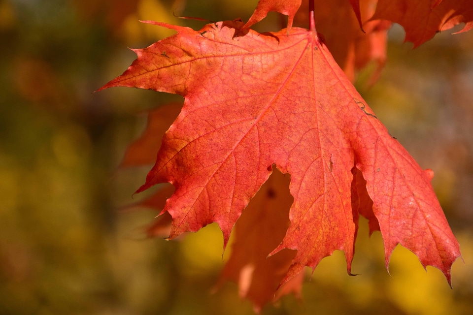 Autumn autumn season branch