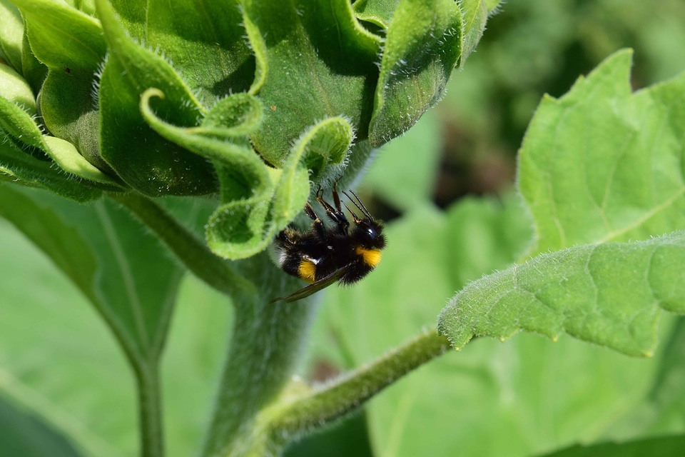 Animal arthropod bug