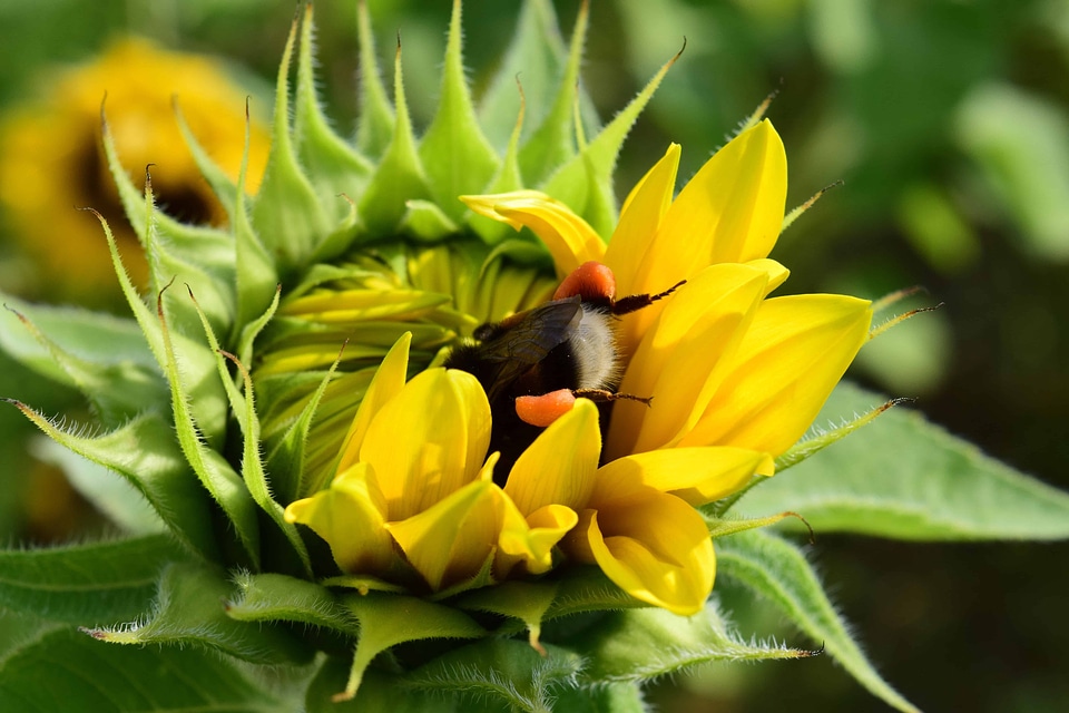 Beautiful Flowers blooming blossom