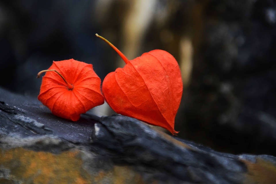 Autumn autumn season colorful