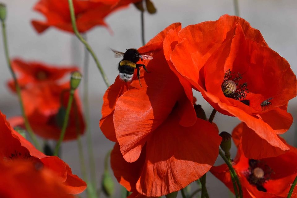 Animal arthropod beautiful flowers