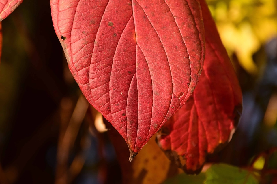 Autumn autumn season daylight