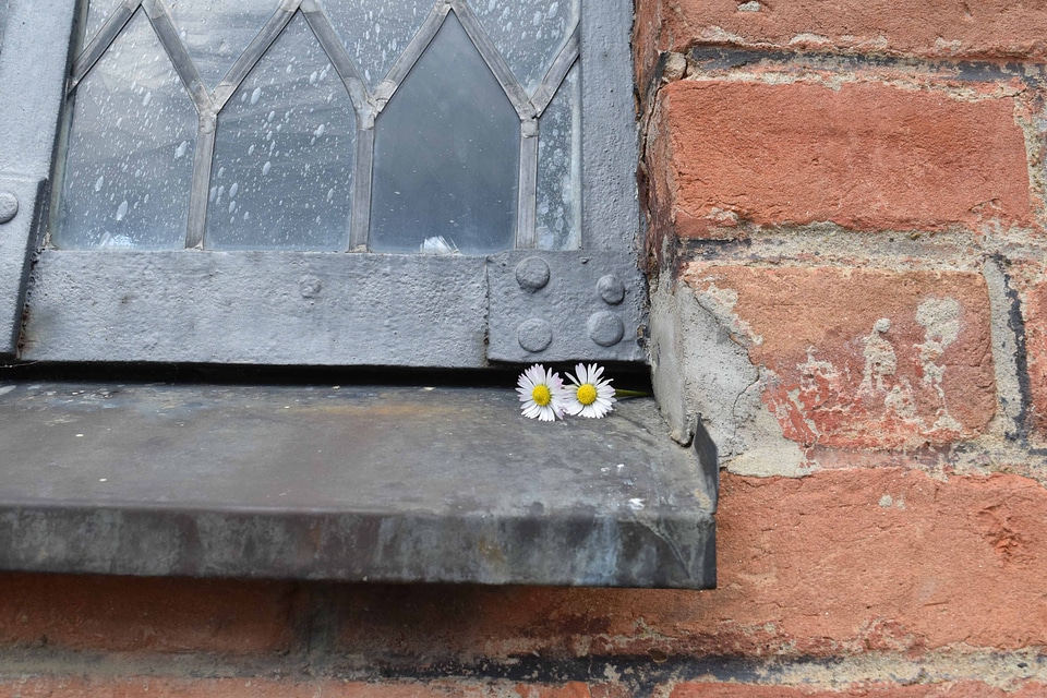 Architecture beautiful flowers blooming