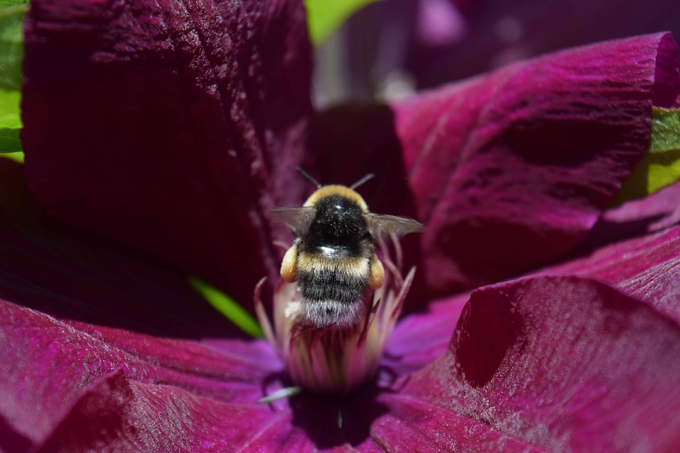 Animal arthropod beautiful flowers