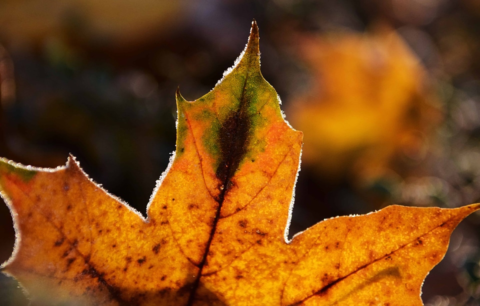Autumn autumn season brown