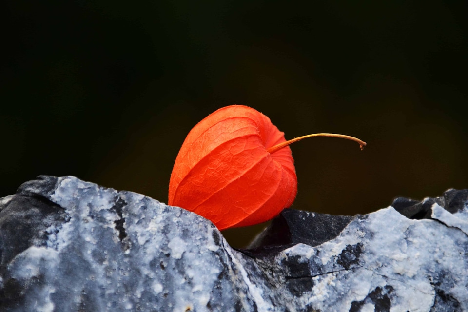 Autumn autumn season colorful