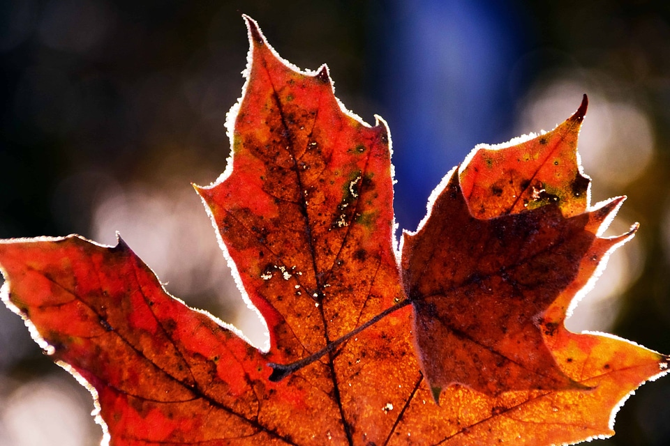 Autumn autumn season daylight