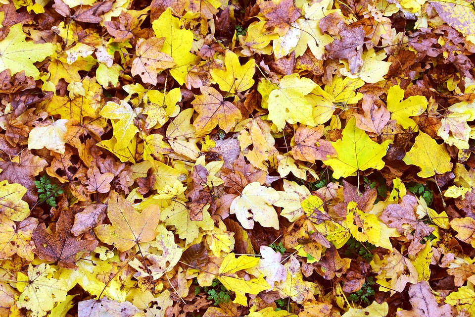 Autumn autumn season daylight