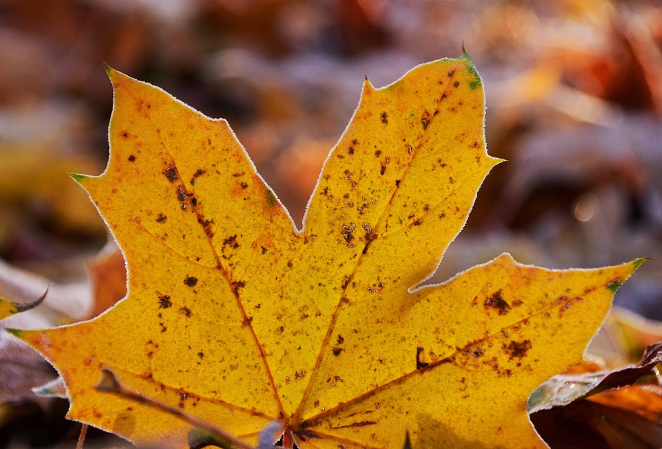 Autumn autumn season colorful