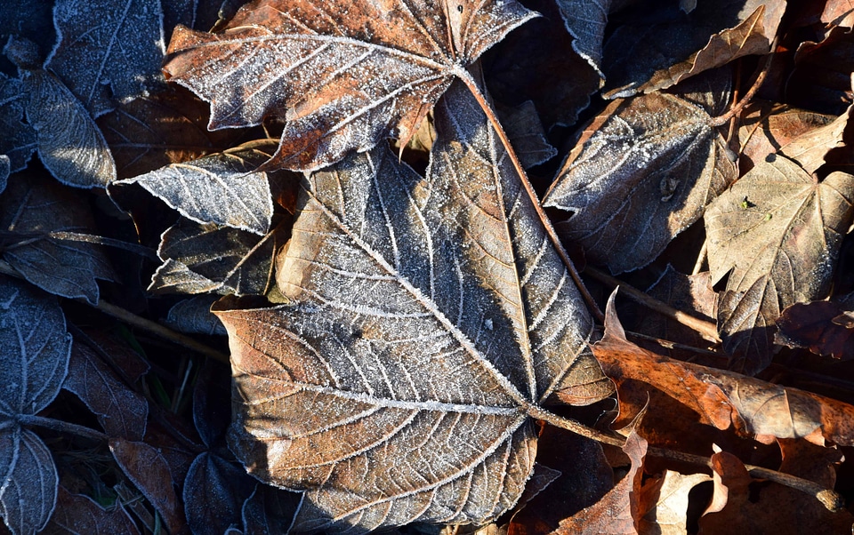 Daylight environment flora