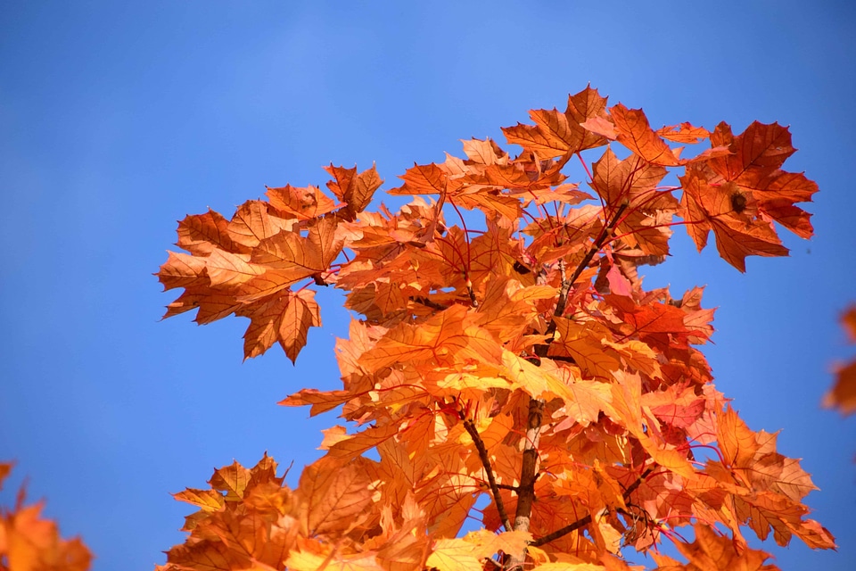 Autumn autumn season branch