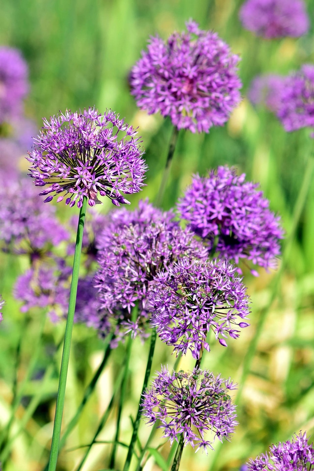 Beautiful Flowers blooming blossom
