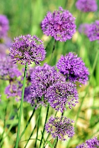 Beautiful Flowers blooming blossom