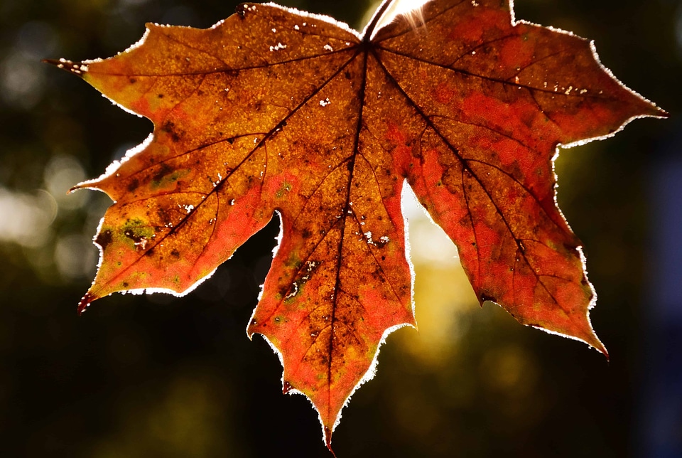 Autumn autumn season branch