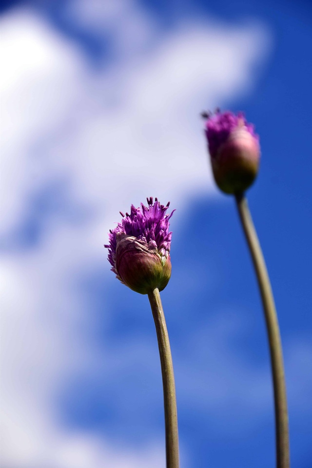 Beautiful Flowers blooming blossom
